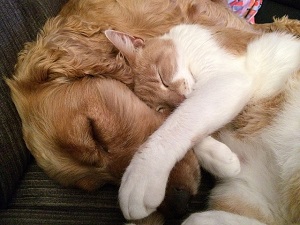 寄り添って寝る犬と猫